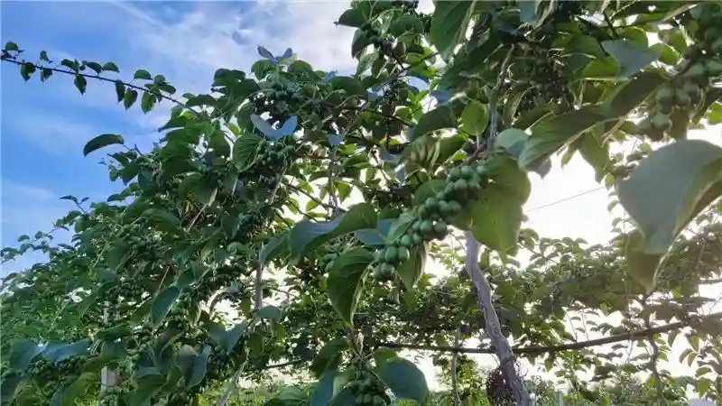 8月处处瓜果飘香，这里有张雅安水果地图，拿走不谢