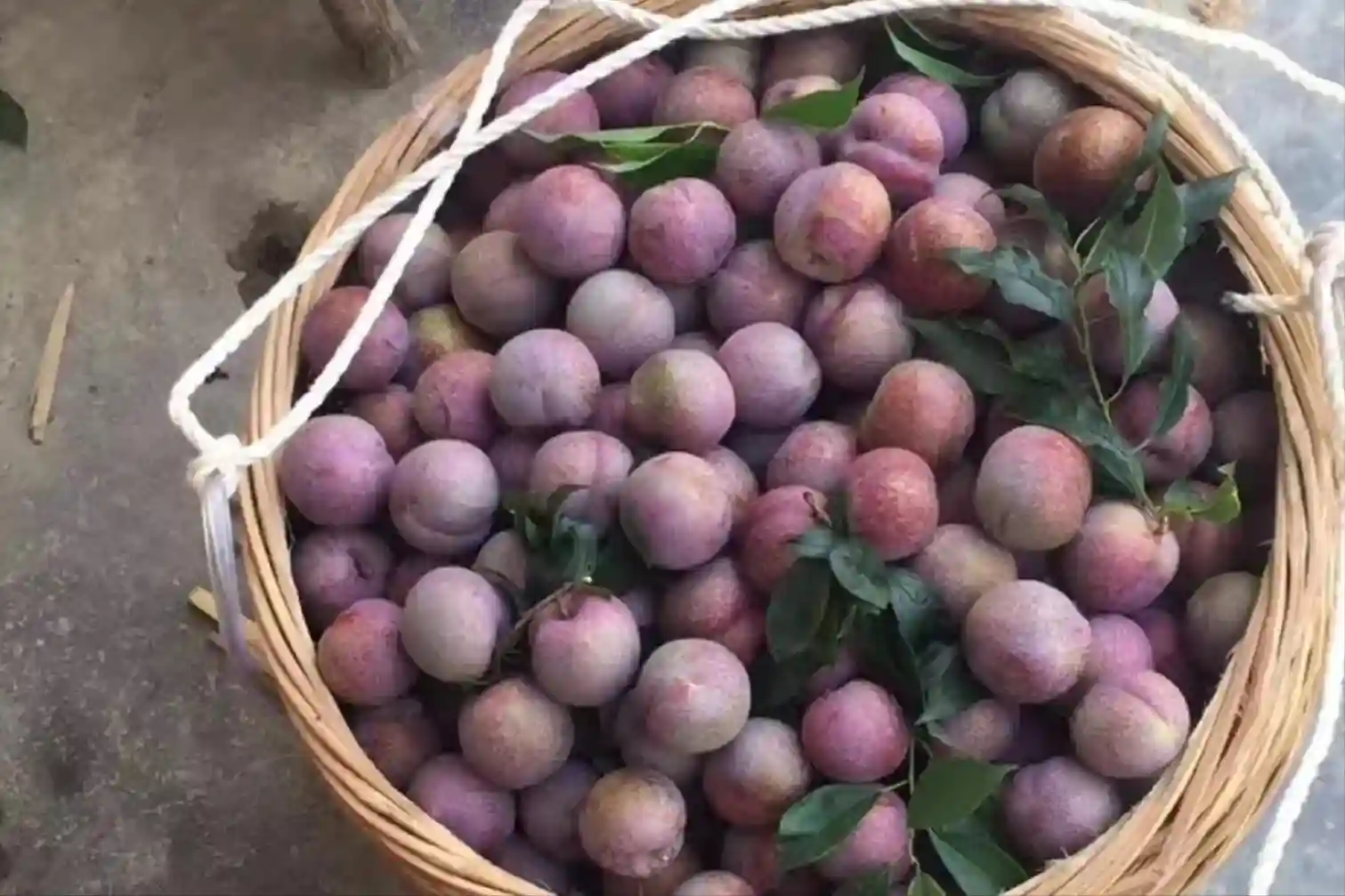 水果价格大反弹：广东三华李40元/斤，温室大樱桃200元/斤