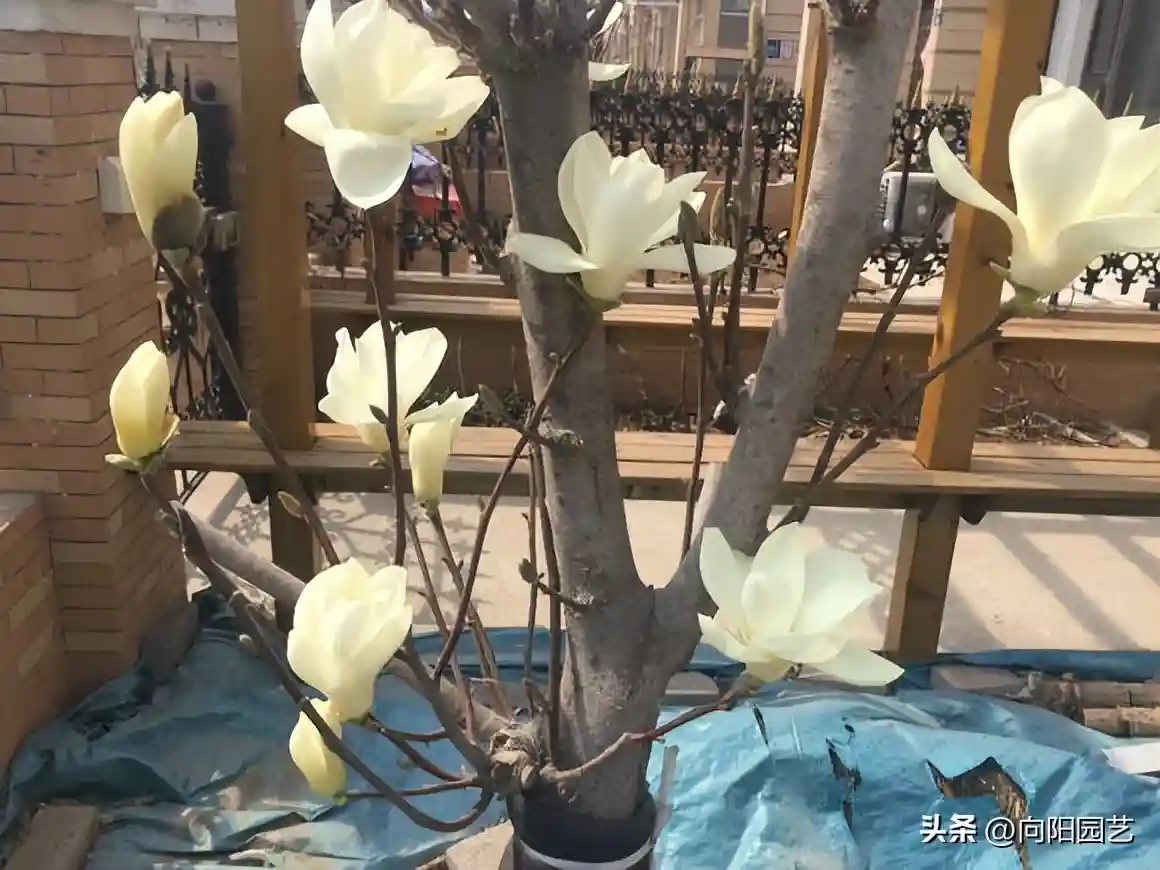 网上买水果苗木，买一棵上一当，当当不一样，你还敢买吗？