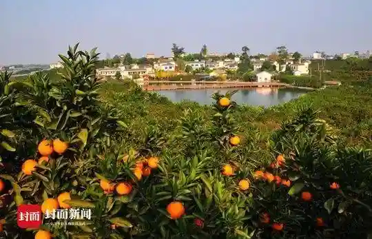 金堂“水果大王”回乡搞种植 带领周边3560户农民实现增收