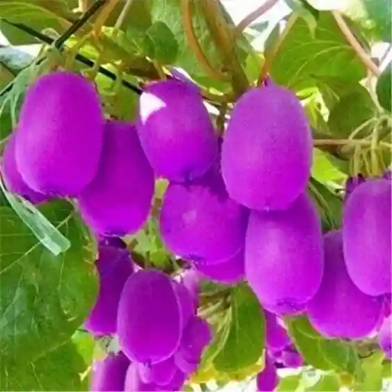 罕见顶级千奇百怪的水果，你认识几种？刷到的人有福了