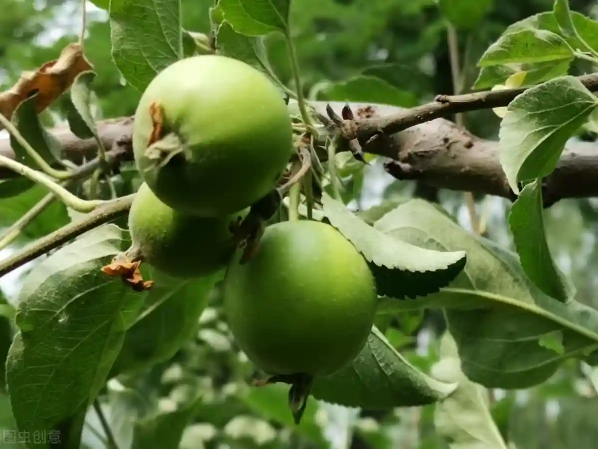 少有的根茎类水果，仿佛“从天而降”，谁也说不清从何而来？