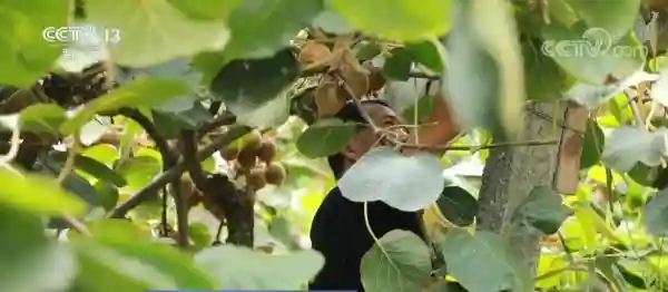 “水果地图”里的数字密码｜突破时效 国产猕猴桃“新鲜”出圈