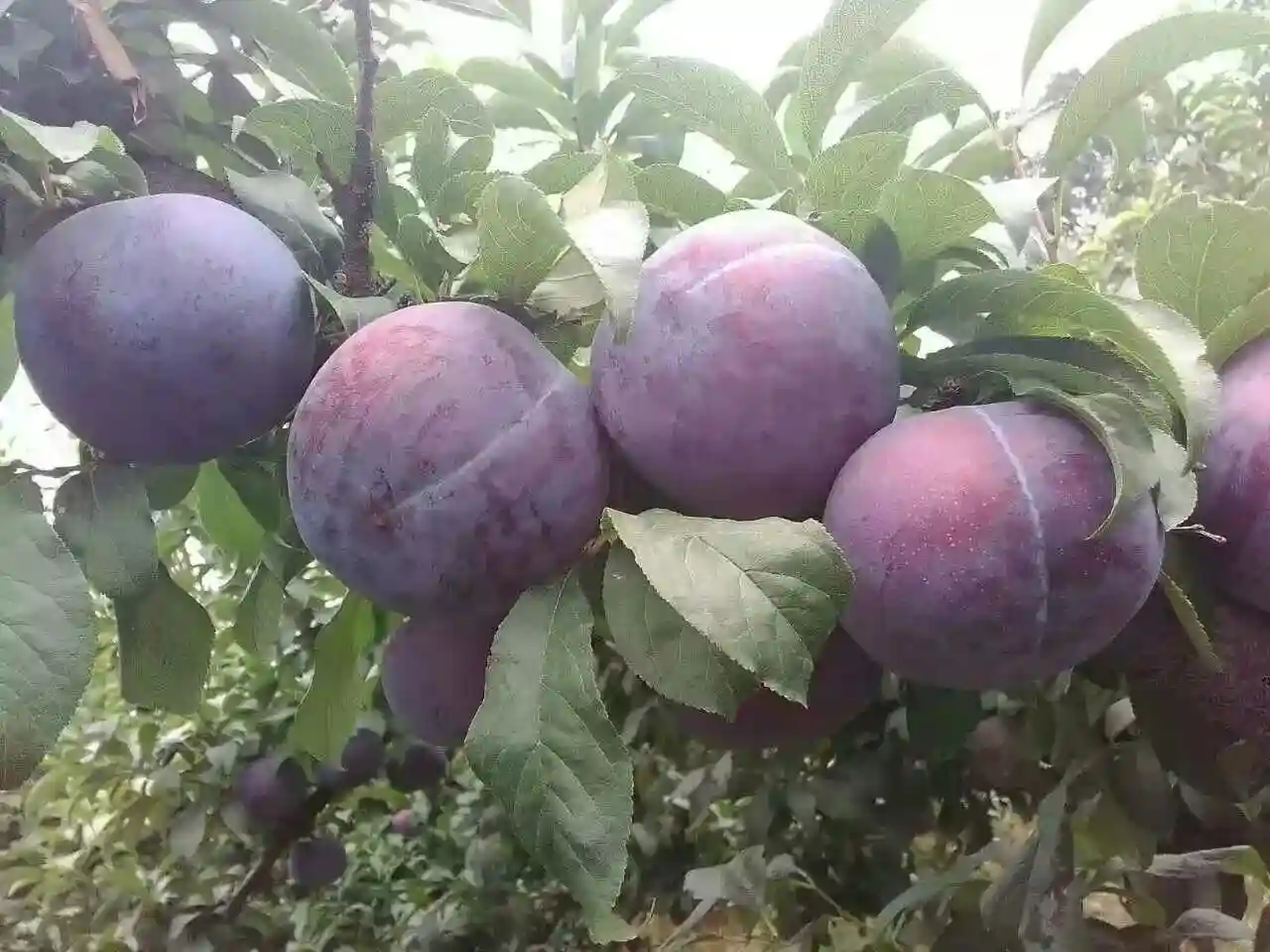 被我国改变了身价的水果，美国黑李为什么“黑”不下去了？