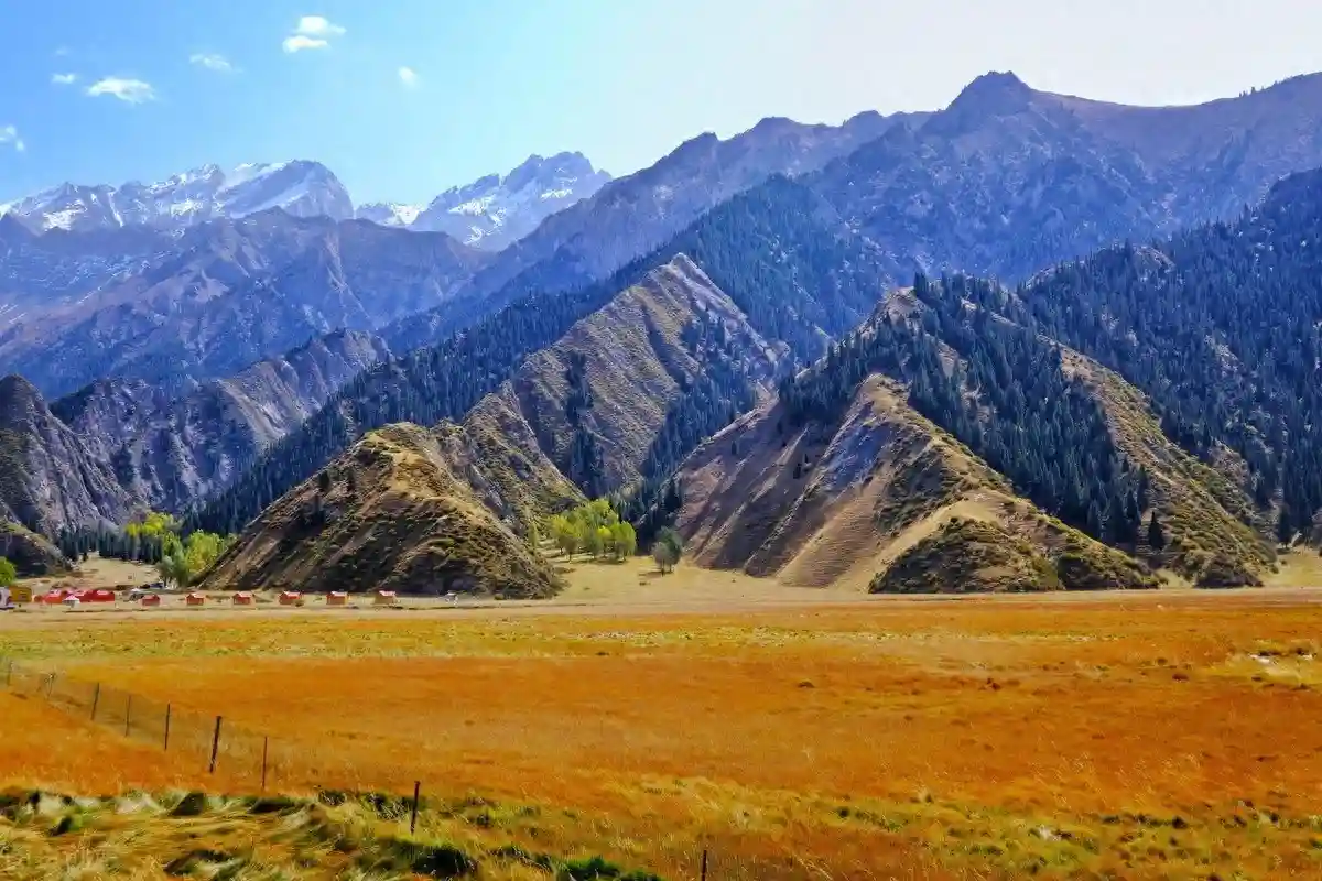 新疆水果的奇怪之处：吊在树上的杏，不烂不腐，不干不摘