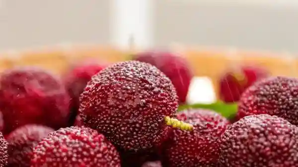 这种很多人喜欢的当季水果，竟然卖出60元一颗的“天价”