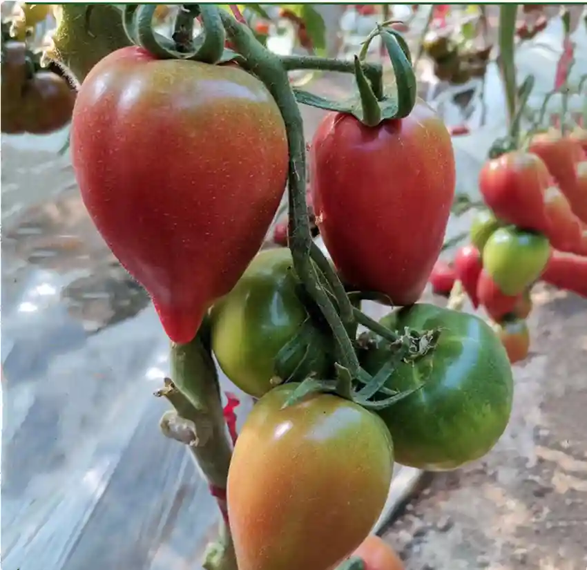 芒果蜜水果番茄每斤8元，亩产8000斤，你认为值得种植吗