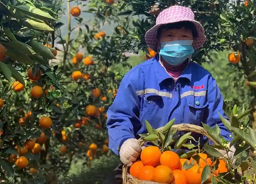 “湖北水果，一概不买”！县委书记急了，亲自直播，狂卖4万斤