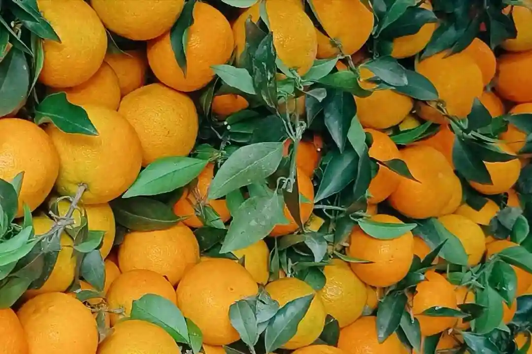 原产日本的天价柑橘，被我国“一分为二”，变成了两个水果？