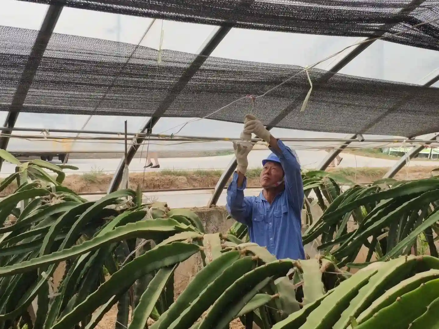 西安高品质电力保障 热带水果火龙果实现了“南果北种”