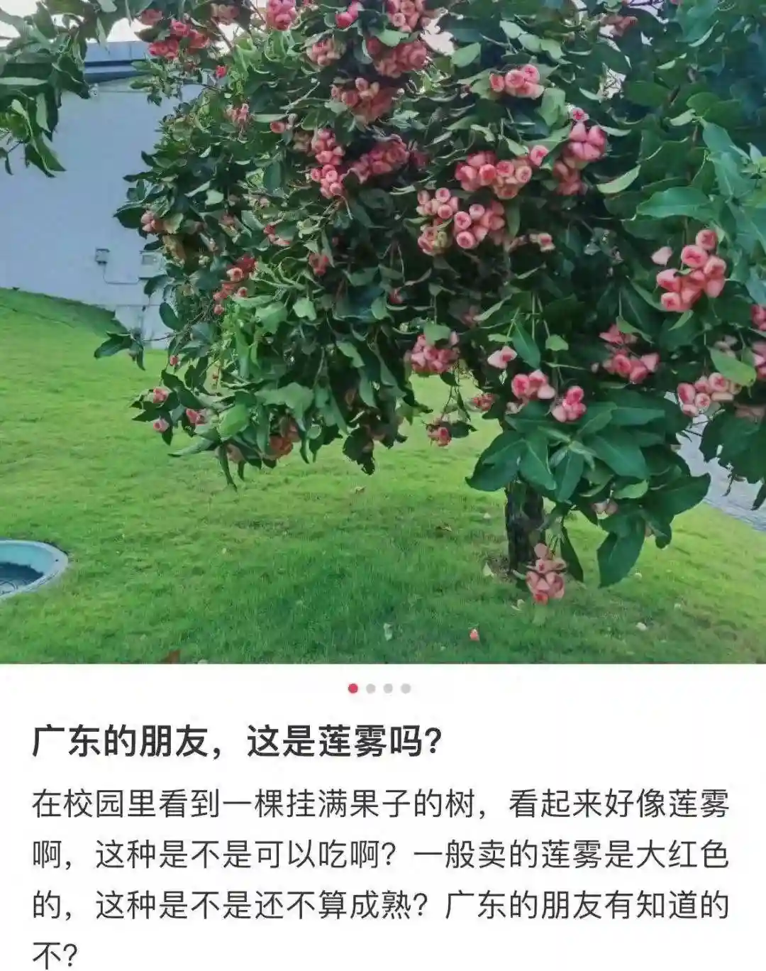 广东水果多到落满地都没人捡？广东人：不要是有原因的！