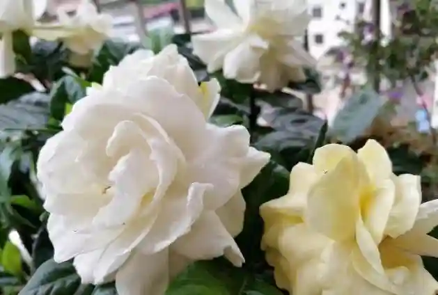 园艺高手：这样制作水果酵素养花浇花，植物嗖嗖长爆盆