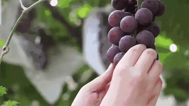 葡萄李子荔枝梨子……重庆夏季最全摘水果攻略，收好不谢