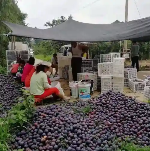 泛滥成灾的"悲情水果"，水有多深？可怜之果，必有可恨之处