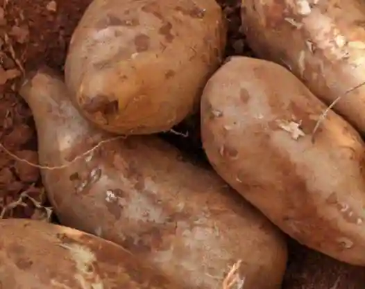 他们相似度高达99.9%，为什么雪莲果是水果，而红薯就不是？