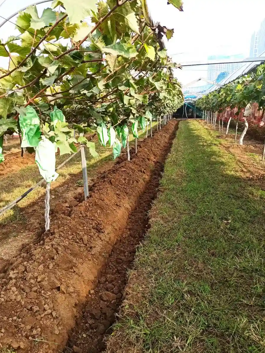 河南省大宗水果产业技术体系发布果树秋施基肥技术