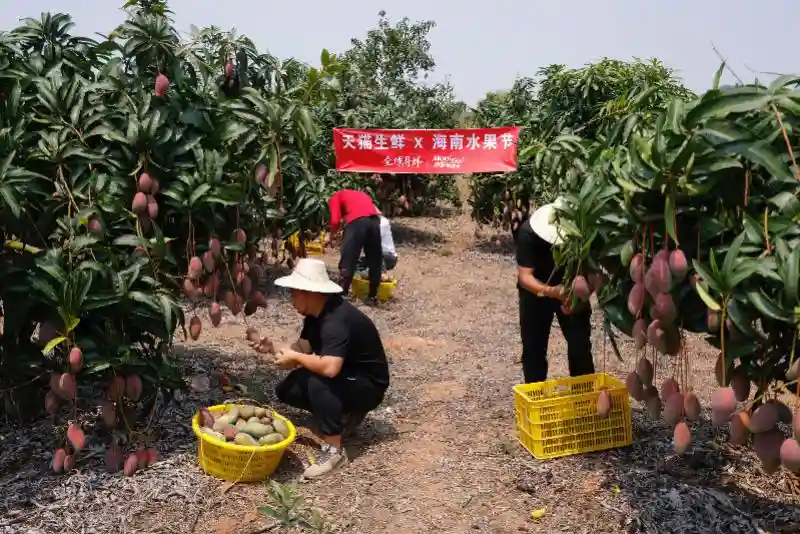 “春天的第一口水果” 树上熟的海南芒果、凤梨在天猫上新