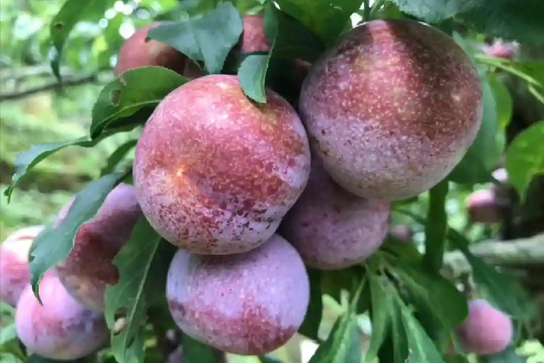 广东“省宝水果”三华李变奢华李，价格破20元/斤，何人在追捧？