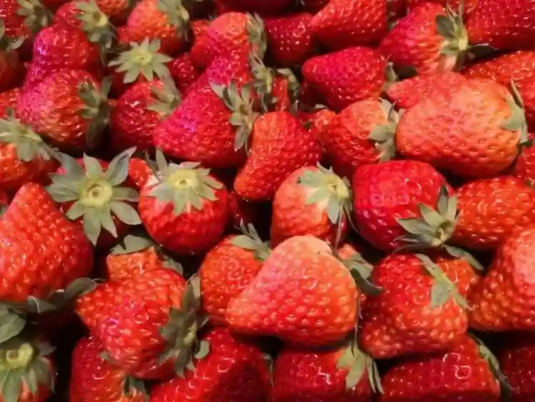 每斤最低跌破10元，这种水果或为性价比最高的春节“年果”