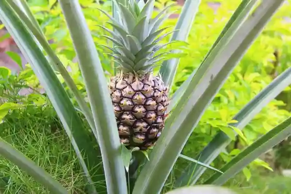 水果中的“双胞胎”，香蕉菠萝都上榜，最后一种很多人分不清！
