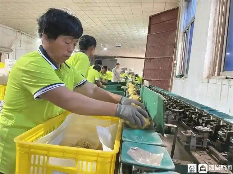 年出口水果7000余吨！山东聊城冠县“黄金梨”品牌走俏海内外