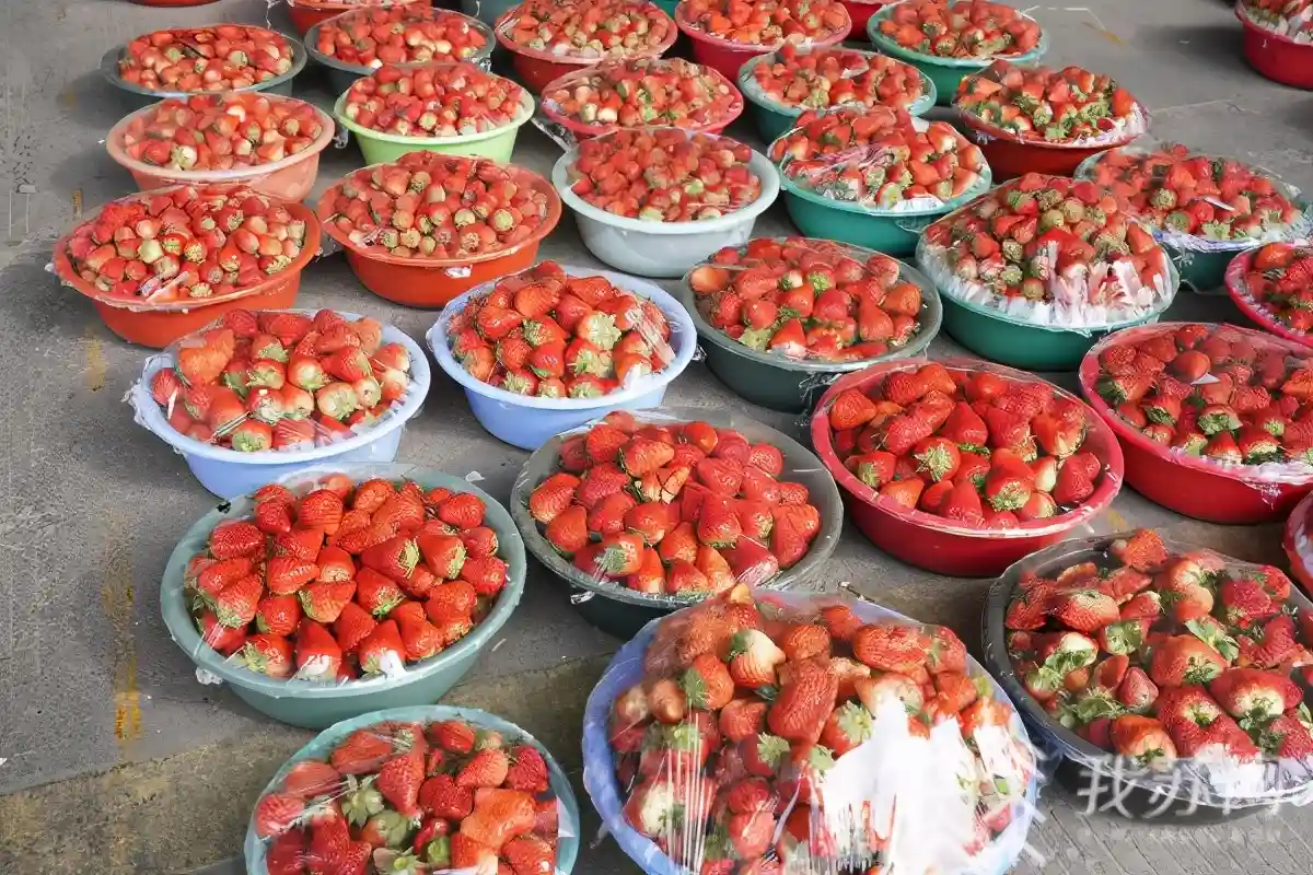 近期水果市场供应平稳，价格涨跌不一，春节或将小幅上涨