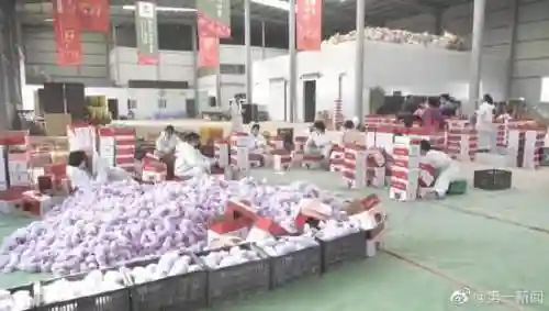 泾阳水果西红柿喜获丰收！线上电商批发采购每斤四块钱