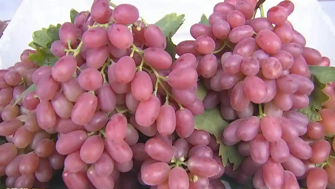 “新果篮”开工建设 明年西昌将建成凉山最大水果交易市场