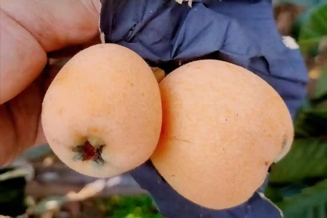 高价水果争相上市，国产大樱桃一马当先，今年一斤卖180元