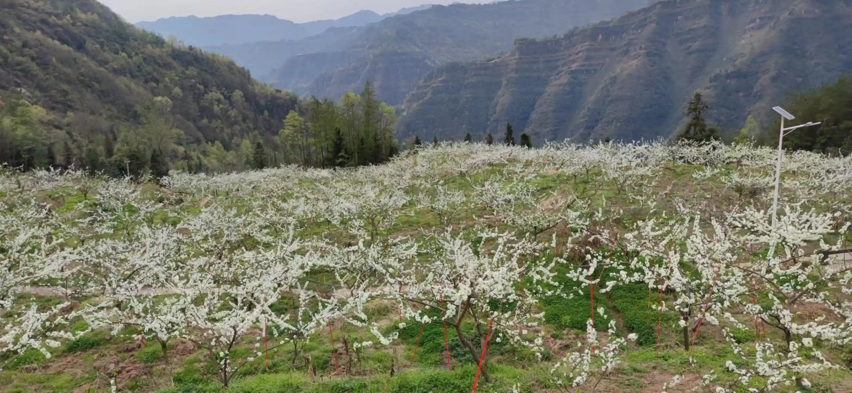 好品质攒下好口碑  奉节三星脆李走俏水果批发市场背后