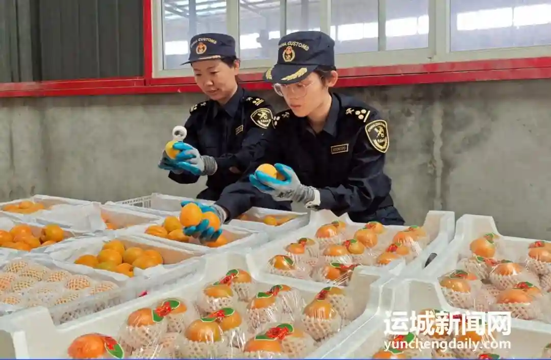 运城鲜杏代表山西首出“国门” 我市出口水果增至14个品种