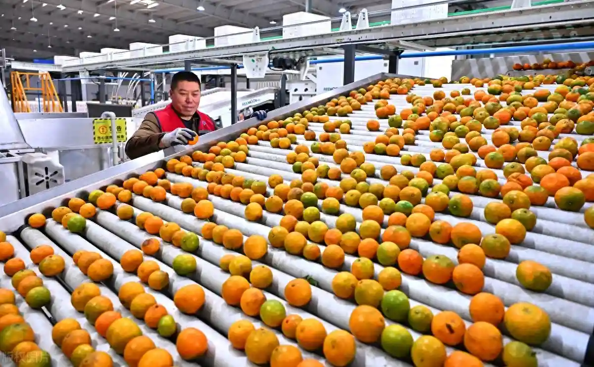 金秋砂糖橘价为何上升近3成？这种水果100元一斤销售如何？