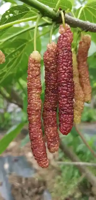 历经3年，又一种珍稀水果在崇明引种成功！尝鲜价每斤128元