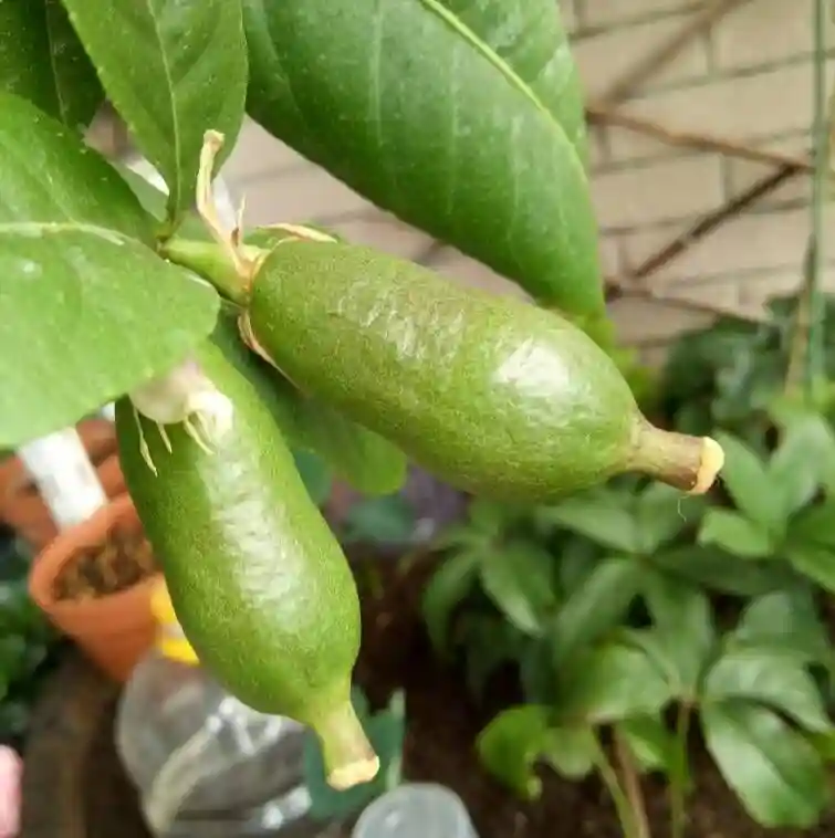 阳台上养一种水果，枝叶比花美，果子令人喜爱，不怕寒不怕热