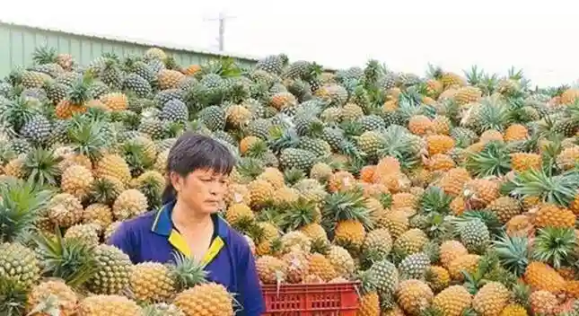 台湾水果又又又滞销，台湾当局逼企业买来发给员工当年货
