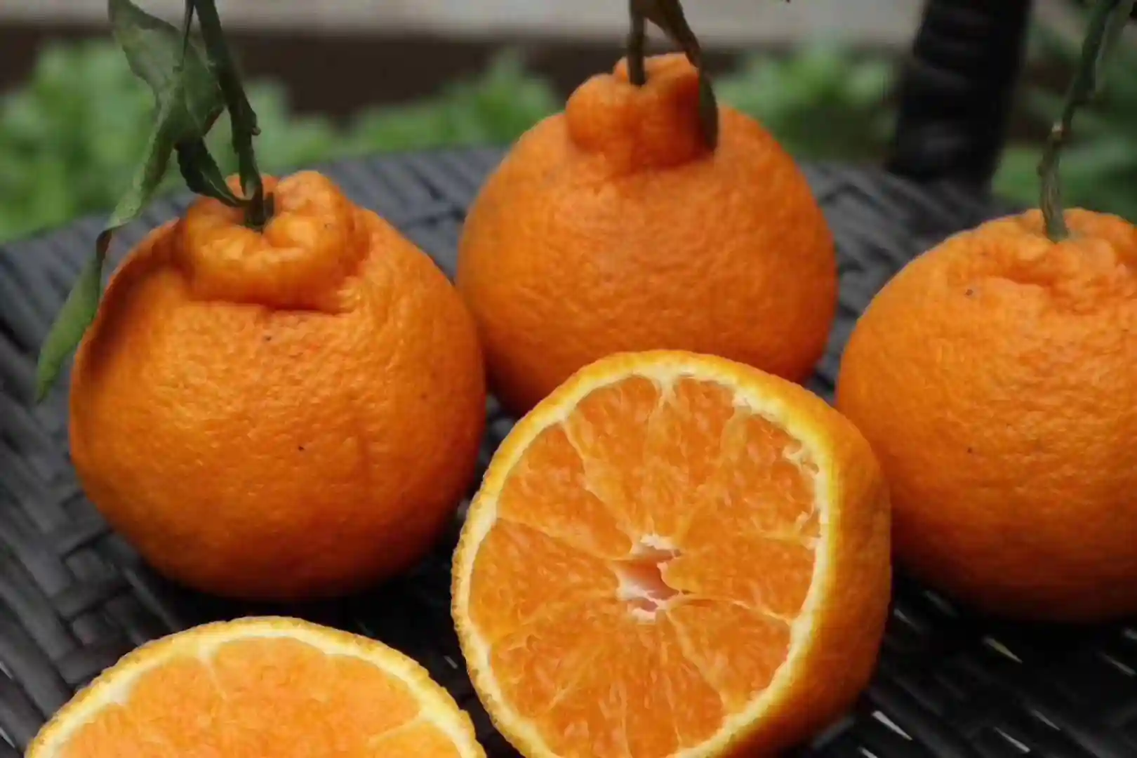 丑橘是转基因水果吗？和“粑粑柑”有啥区别？今天一次性说清楚