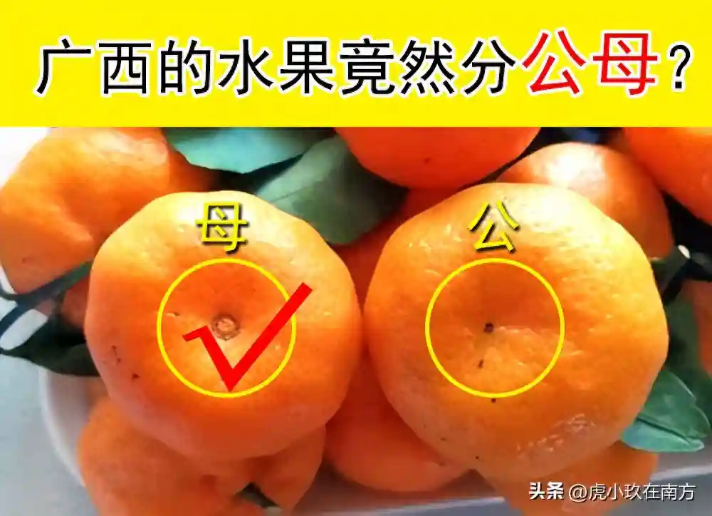 在广西南宁生活了那么久，我才知道水果原来说是分公母的