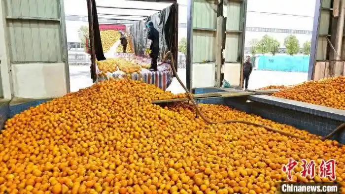 （乡村行·看振兴）江西安远做强果品精深加工 让水果“香飘万里”