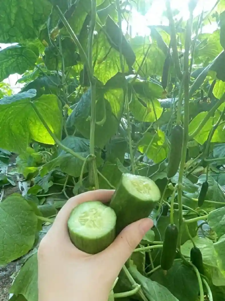 酵素菌技术，不用激素，不用农药，如何结出高品质的水果黄瓜？