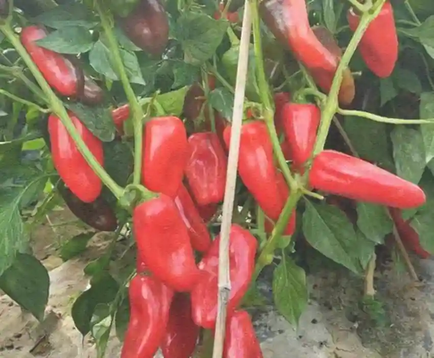 你见过像水果一样甜的辣椒吗？产量特别高，亩收两万没问题