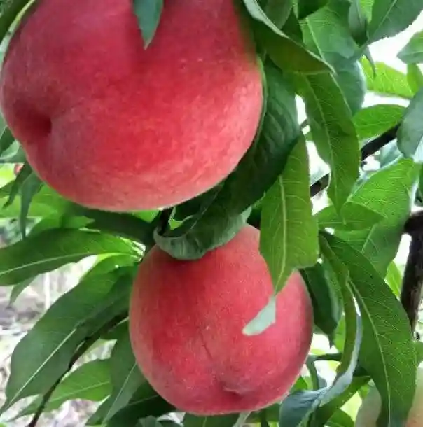 6月"网红水果"即将上市，堪称桃中极品，果肉鲜红，富含花青素