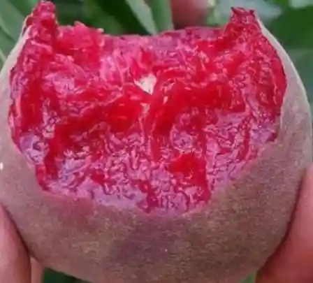 被誉为"含铁之王"的水果，里外都是血红色的，汁多肉厚营养高