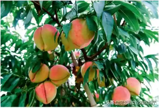这4种河北贡果，让你实现“水果自由”，顺便享受一次“皇家待遇”