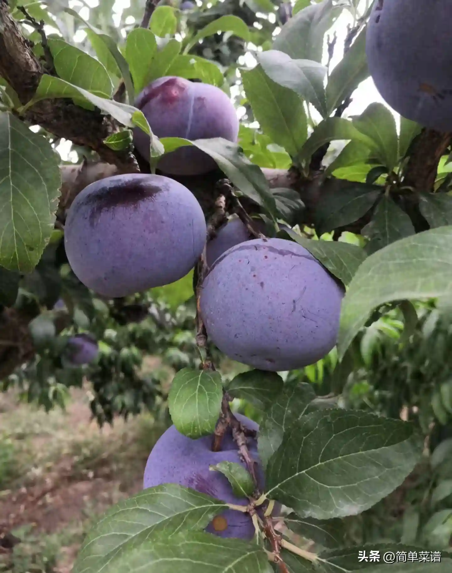夏日水果季|盘点我国深受欢迎的10种李子，最后一种甜到心里！