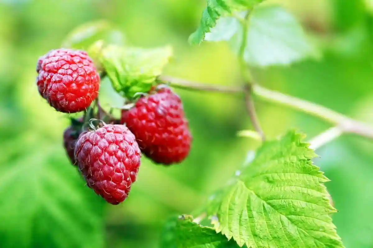 双季树莓 | 作为当红浆果类水果，农间地头特有，现在家里就能种