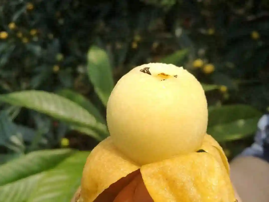 太馋人了！这4种水果熟透了，果香飘满屋，这才是舌尖上的美味