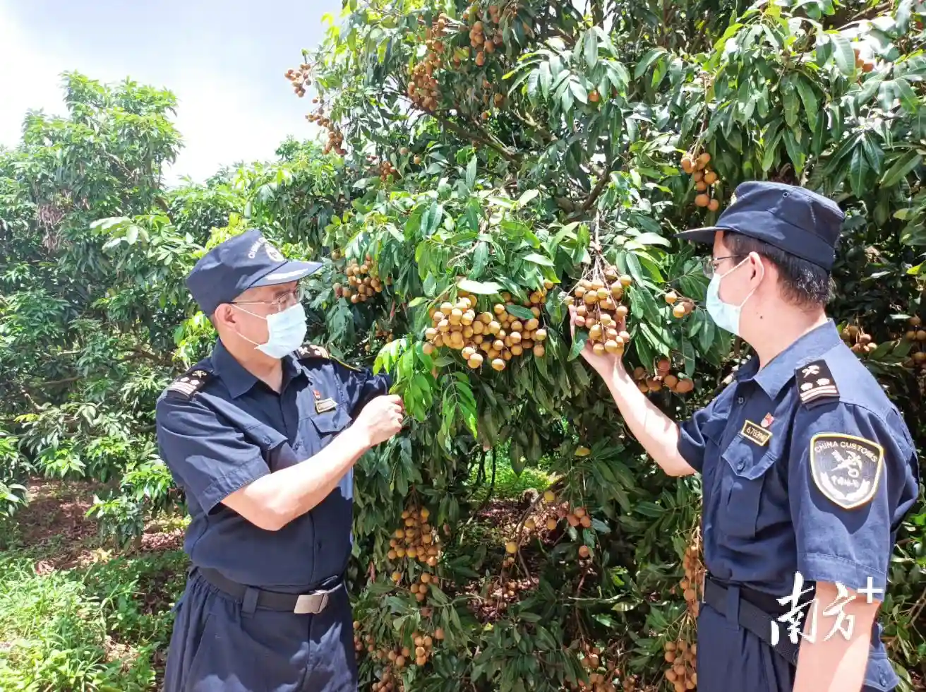 “茂字号”水果出口“朋友圈”再扩大，前三季度出口货值同比增长95.3%