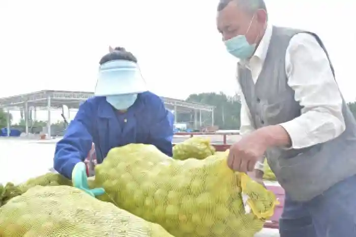 皮薄肉多的新疆阿克苏185核桃即将发往鲜丰水果浙江各门店