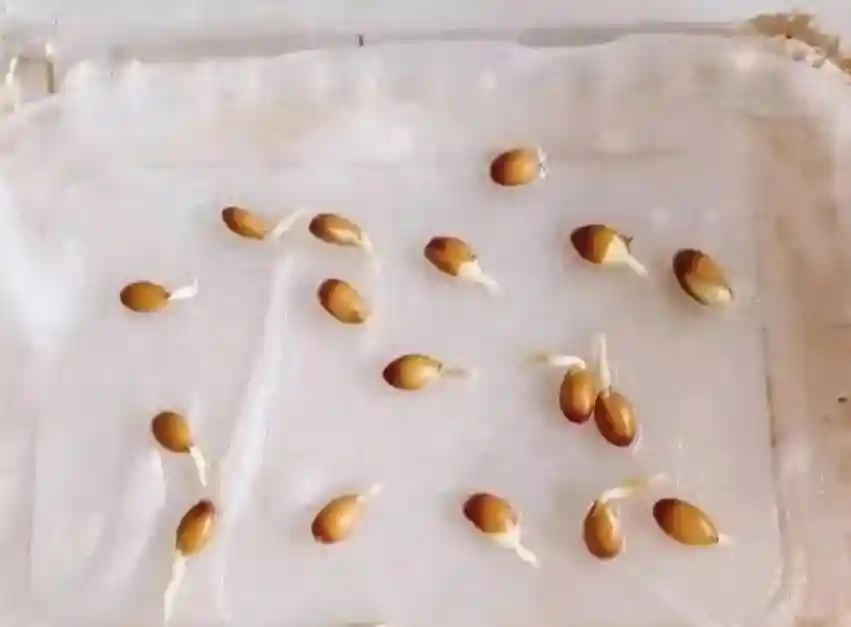 七种常见“水果核”别丢弃，入盆半月变小森林，美过绿萝和发财树