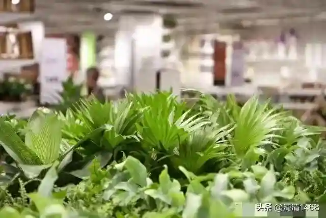 五种常见“水果核”别丢弃，入盆半月变小森林，美过绿萝和发财树